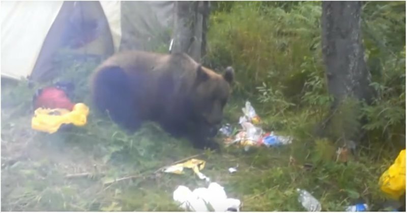 Наглый медведь съел продукты отправившегося в поход сибиряка