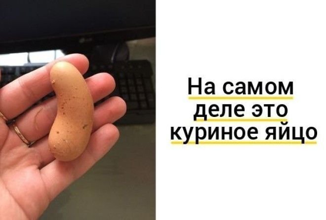 Несколько удивительных и поразительных вещей