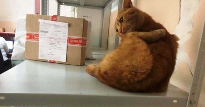 В отделениях «Почты России» начался кошачий флешмоб. А всё из-за одного необычного работника из Омска