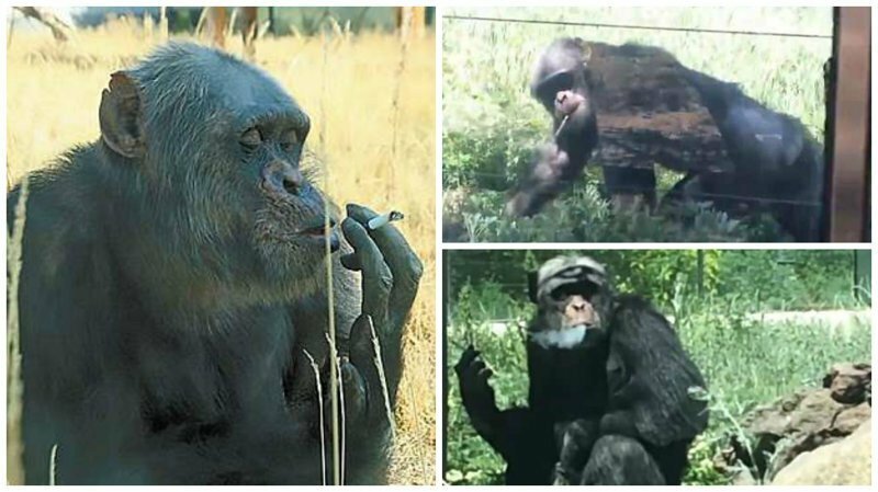 Видео: в китайском зоопарке живет курящая обезьяна