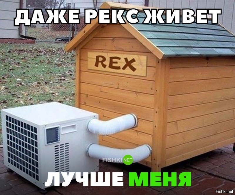 Даже рекс живёт лучше меня