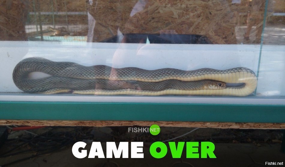 Game over