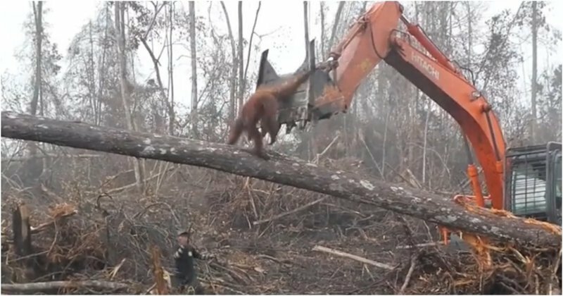 В Индонезии разъяренный орангутан попытался защитить лес от экскаватора