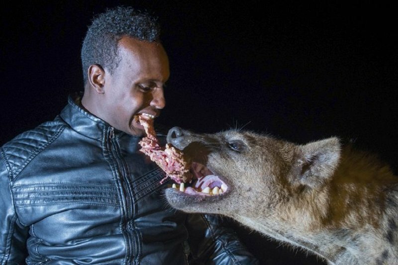 "Человек-гиена" ест от одного куска с хищниками, помогая соседям