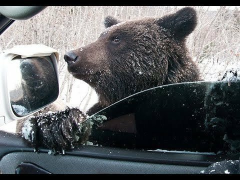 Медведи на трассе