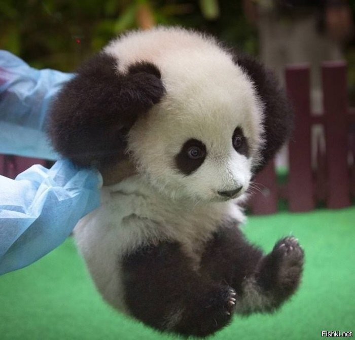 Медвежонок панды, ему 9 месяцев