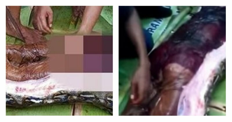 Гигантский питон сожрал индонезийку: видео вскрытия рептилии