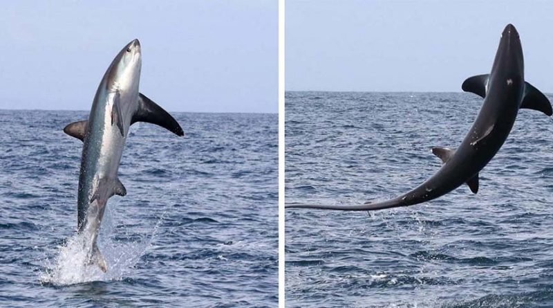 Туристы были шокированы тем, как высоко из воды смогла выпрыгнуть большущая лисья акула