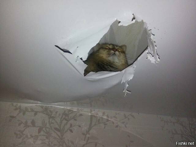 - Здрасьте, потолок покрасьте