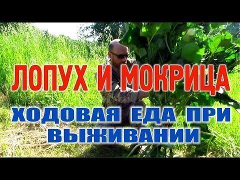 Лопух и Мокрица - когда нечего есть