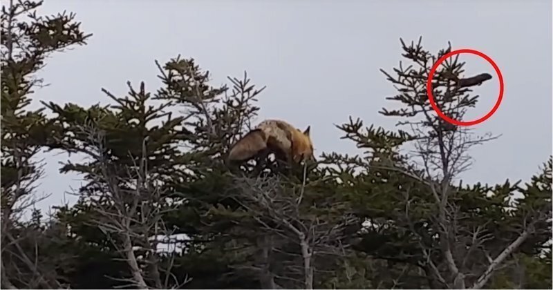 Лисица забралась на дерево, чтобы поймать белку