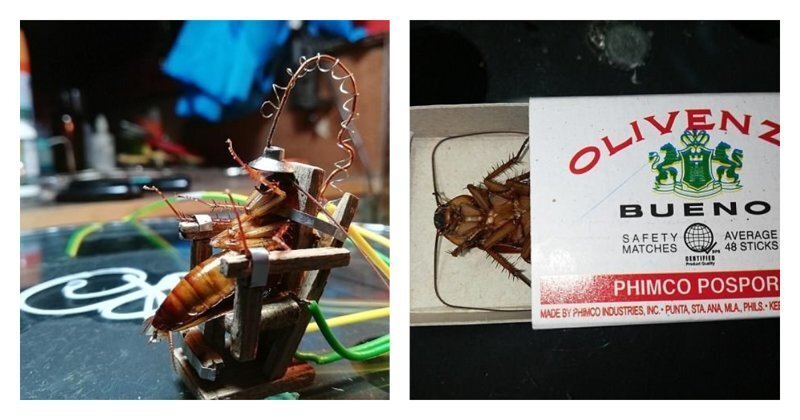 Филиппинец сконструировал электрический стул для таракана и устроил показательную казнь