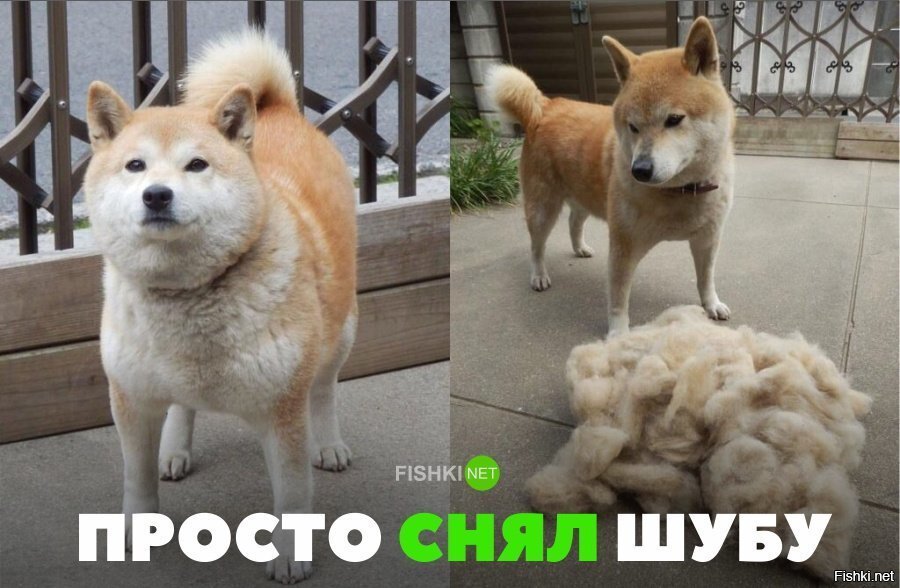 Не толстый , а пуфыстый