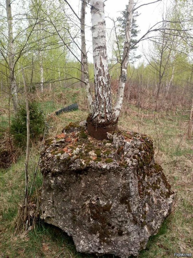 Солянка
