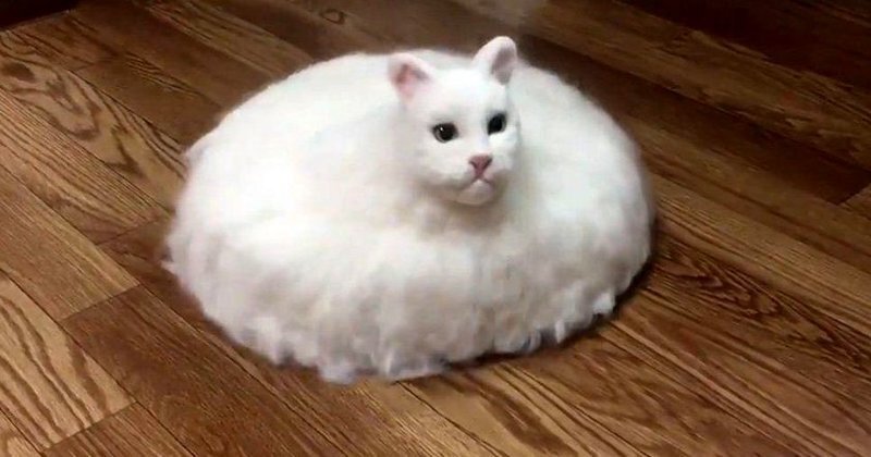 Безумный японец создал гибрид кота и пылесоса