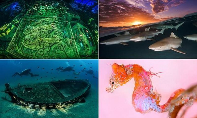 Лучшие подводные снимки с конкурса Underwater Photographer of the Year 2018