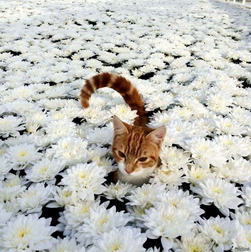 Доброе утро ツ