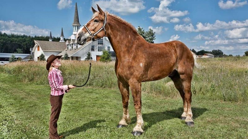 Большой Джейк - самый высокий конь в мире