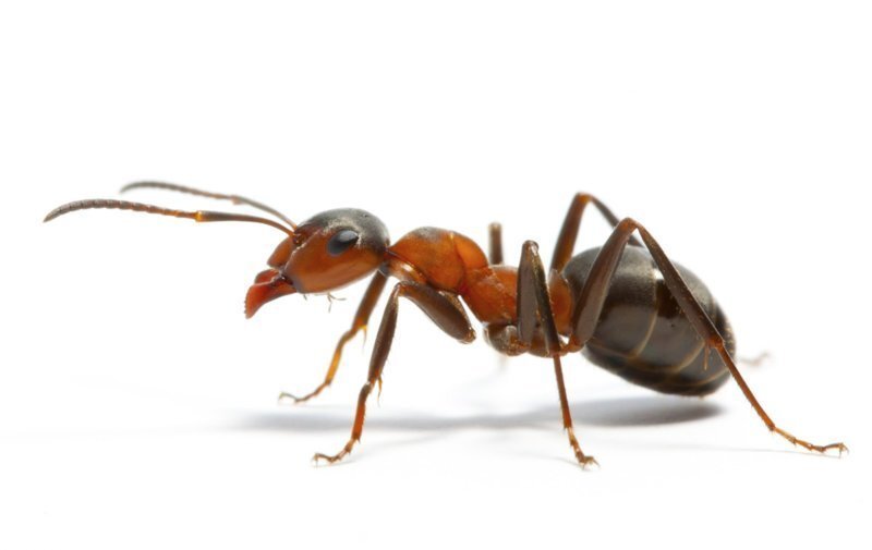 О муравьях: описание и особенности вида