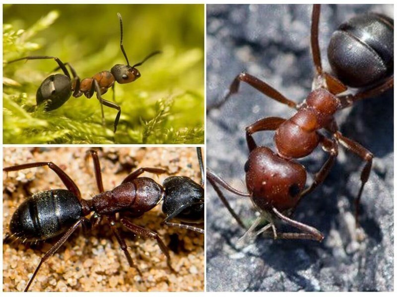 Виды муравьев в России и мире