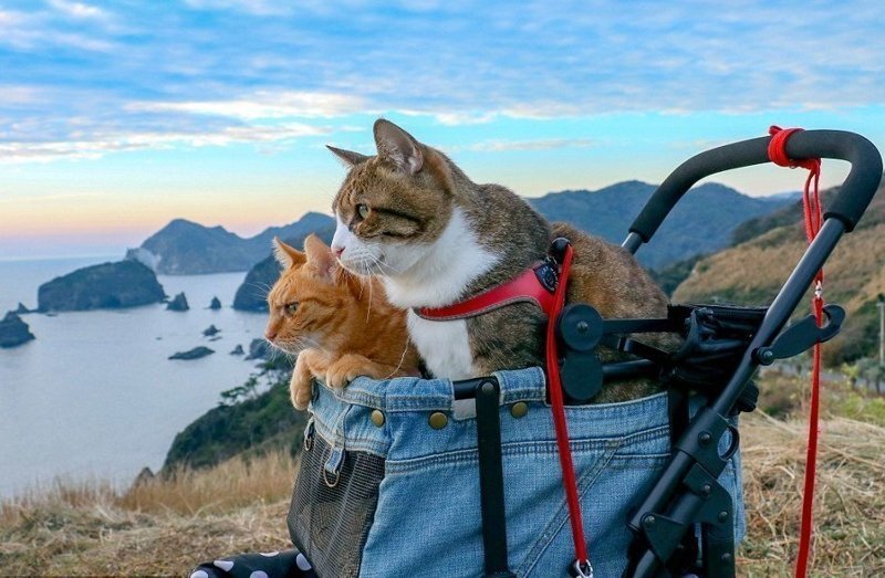 Дайкичи и Фуку-Чан - кошки, которые гуляют вместе со своим хозяином