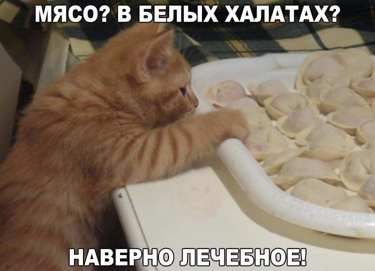 Подражая котоматрице