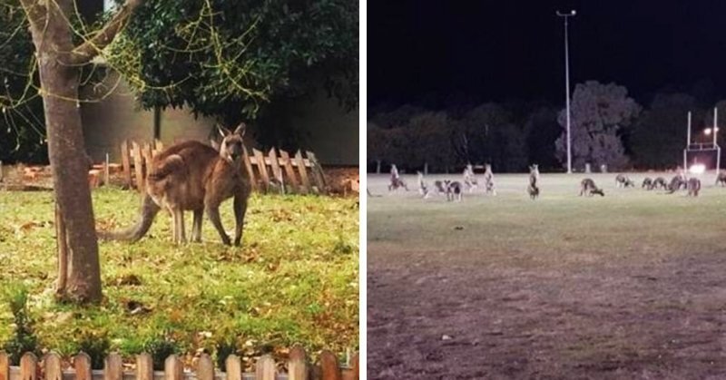 Десятки кенгуру оккупировали пригород столицы Австралии