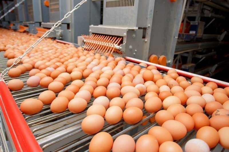 Как производится яйцо на птицефабрике