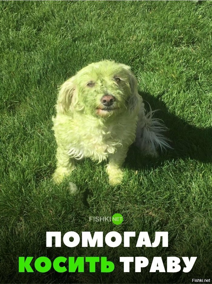 Помогал косить