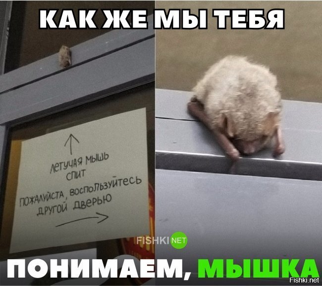 Как же мы тебя понимаем, мышка