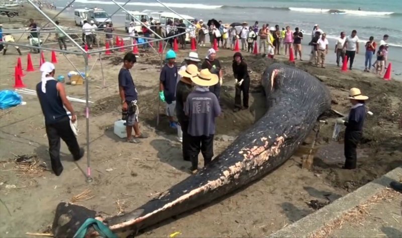 Тело молодого 10-метрового кита выбросило на берег в Японии