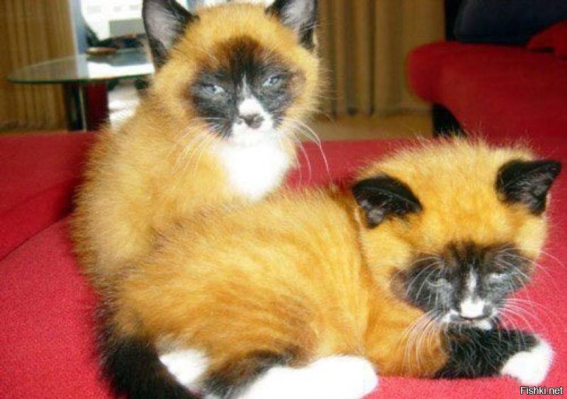 котолис или лисокот