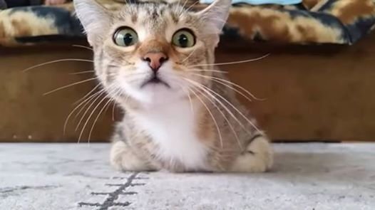 Котячья реакция!