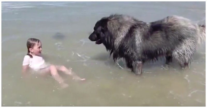 Пёс пытается защитить свою маленькую хозяйку от волн