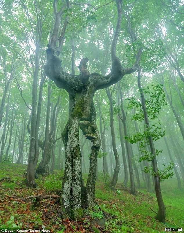 Дерево-человек