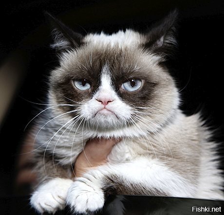Кошка Тардар Соус, прославившаяся в сети под кличкой Grumpy Cat (Сварливая ко...