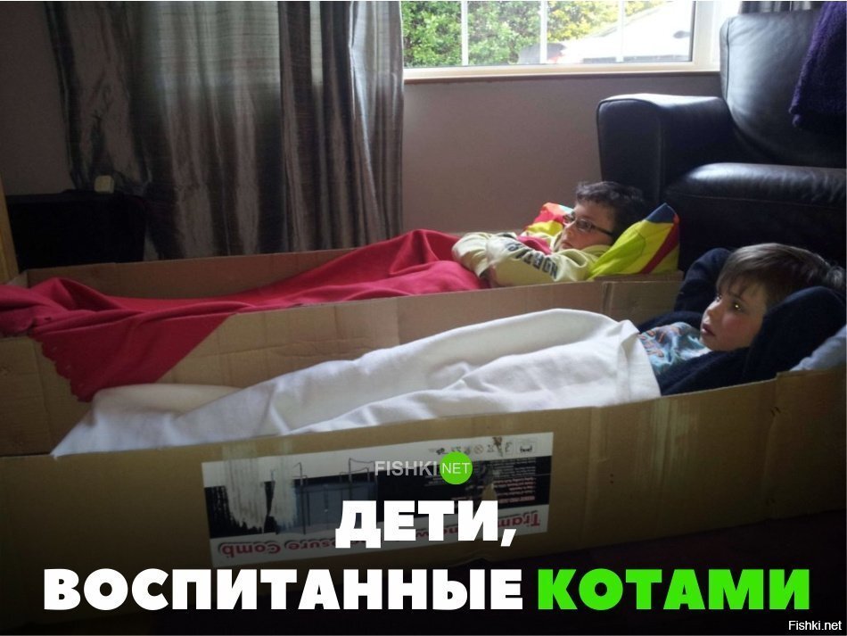 Дети воспитанные котами
