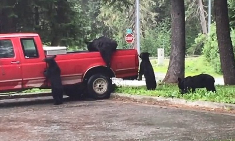 Медведи-грабители разграбили пикап на Аляске