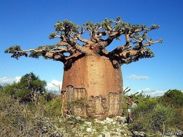 ​​​​Баобабы - самые толстые деревья в мире