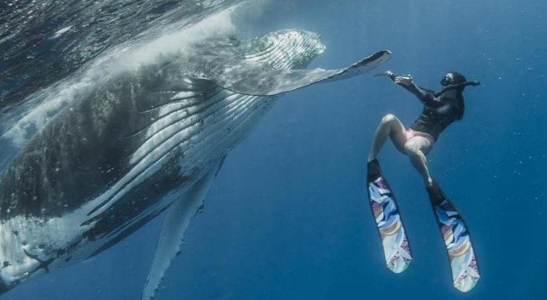 Совершенно потрясающие фотографии совместного плавания дайвера с огромным горбатым китом