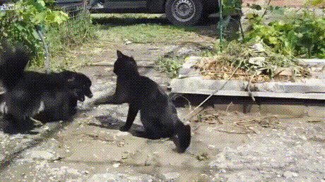 Даже домашняя пантера - страшный зверь