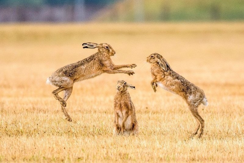 Два зайца устроили сражение на аэродроме Кембриджшира, да еще и ушастого рефери позвали