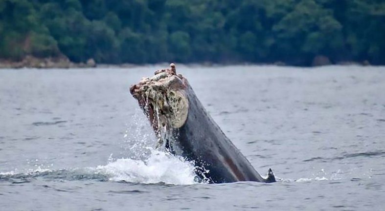 Бедный кит остался без хвоста, попав в брошенную рыбацкую сетку