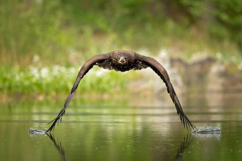 Скользящий по воде