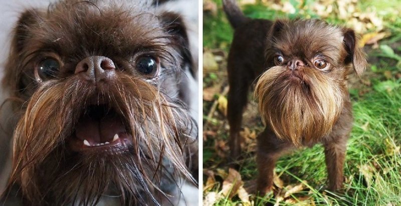 Пёс отрастил такую шикарную бороду, что его прозвали Чубаккой