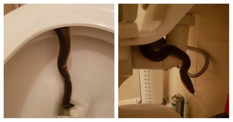 Вот почему в Австралии необходимо каждый раз проверять туалет перед его использованием