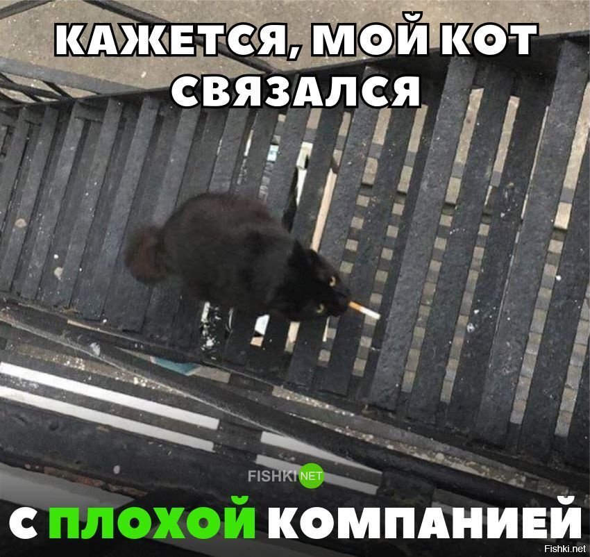 Кот связался с плохой кампанией