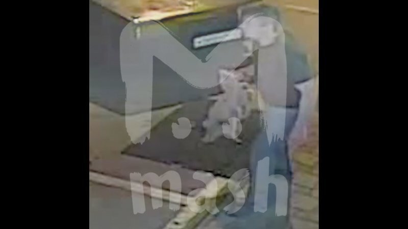 На Кубани пьяный жестоко избил пса у магазина, ждущего хозяина, и ответил за это