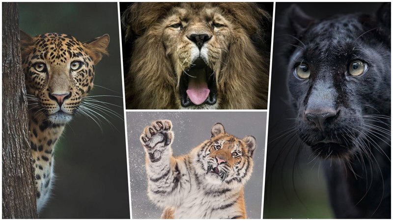 Шикарные портреты больших кошек, которые никого не оставят равнодушным