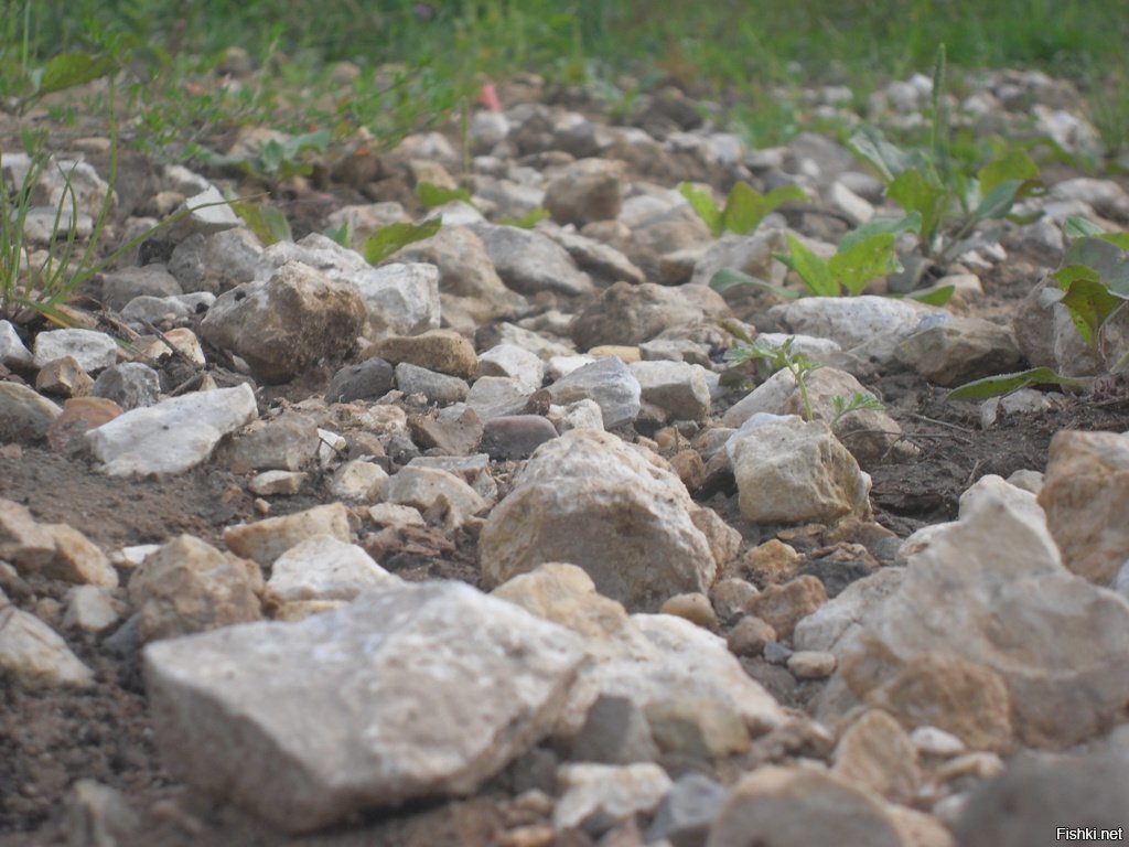 Погулял вчера в лесу